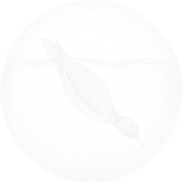 Emblème d’Imbrin Research, un plongeon imbrin gravé